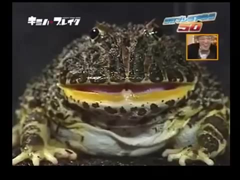 [图]給青蛙吃酸梅後的爆笑反應