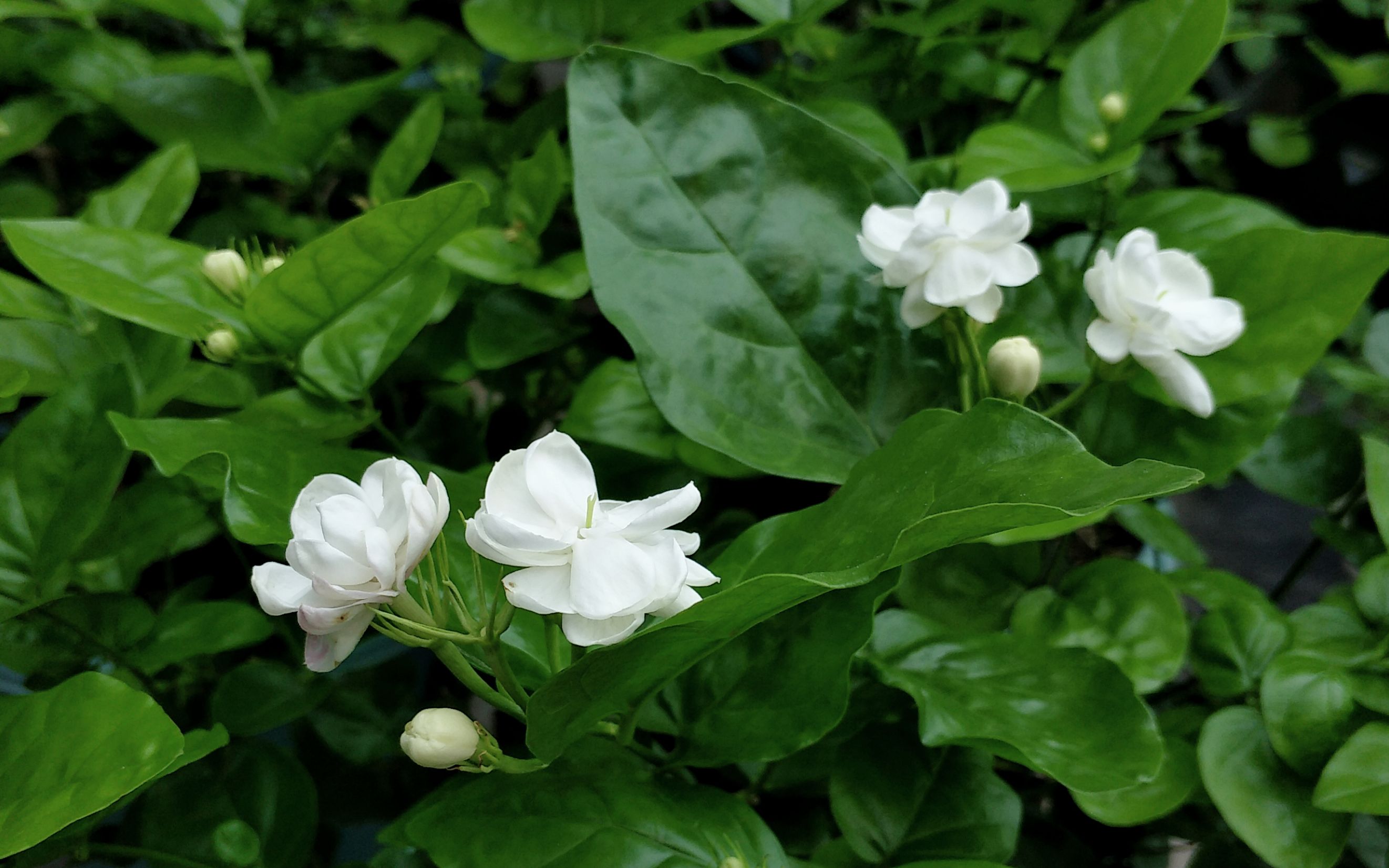 [图]茉莉花花后剪一刀，加点“餐”，新枝长出快，再次开花更美观