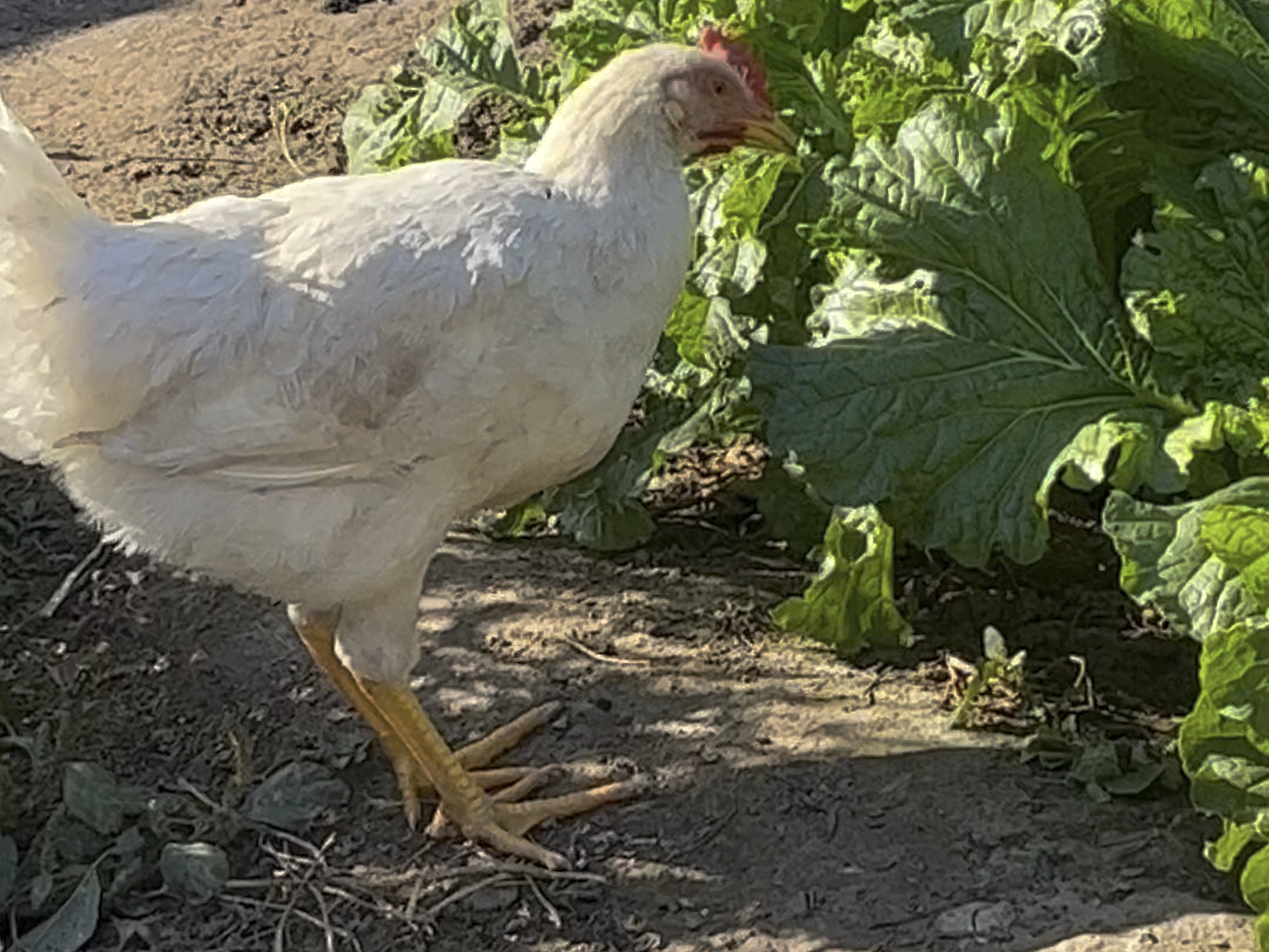 不速之客之外来物种小白鸡