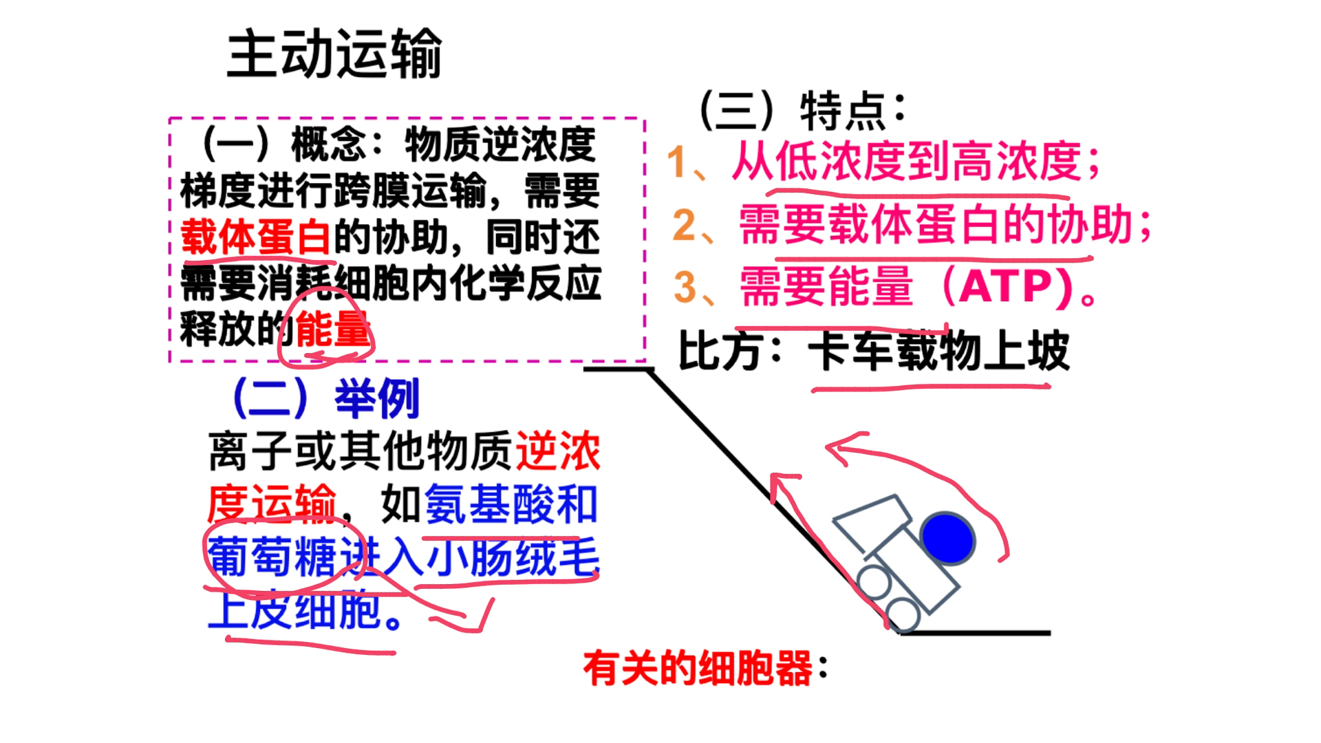 生物老师跟你聊主动?她只想和你聊主动运输!哔哩哔哩bilibili