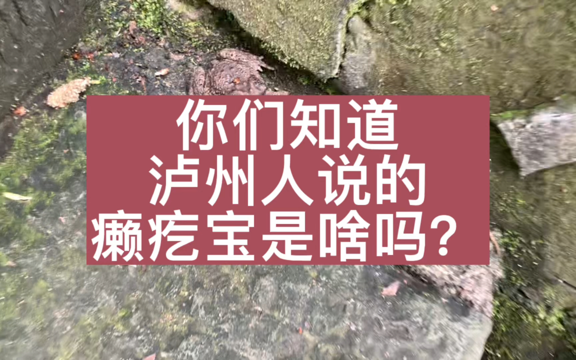 你们知道泸州土话说的癞疙宝是什么吗?别瞧不起它,还是保护动物哔哩哔哩bilibili