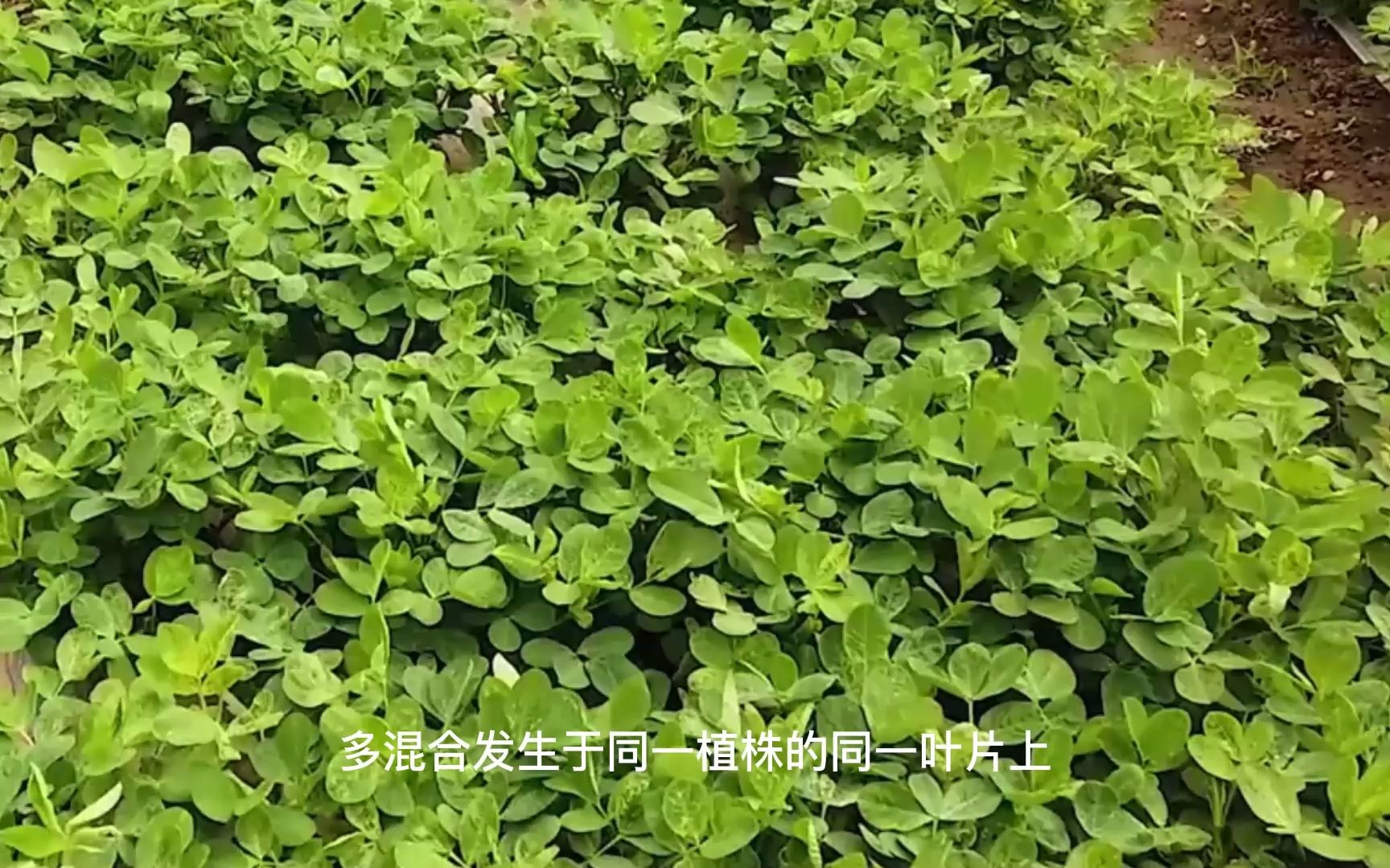 怎样巧治花生叶斑病,中港万象杀菌剂喷3遍,早防早治确保高产哔哩哔哩bilibili