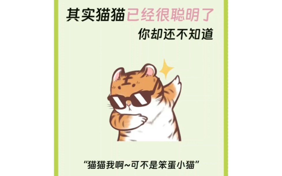 养猫小技巧109:聪明猫咪的这些特征你都知道吗?铲屎官们快来看看吧!哔哩哔哩bilibili