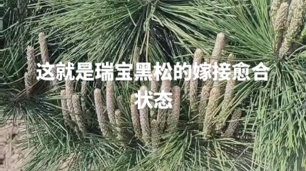 黑松中的扛把子瑞宝黑松表现稳定哔哩哔哩bilibili