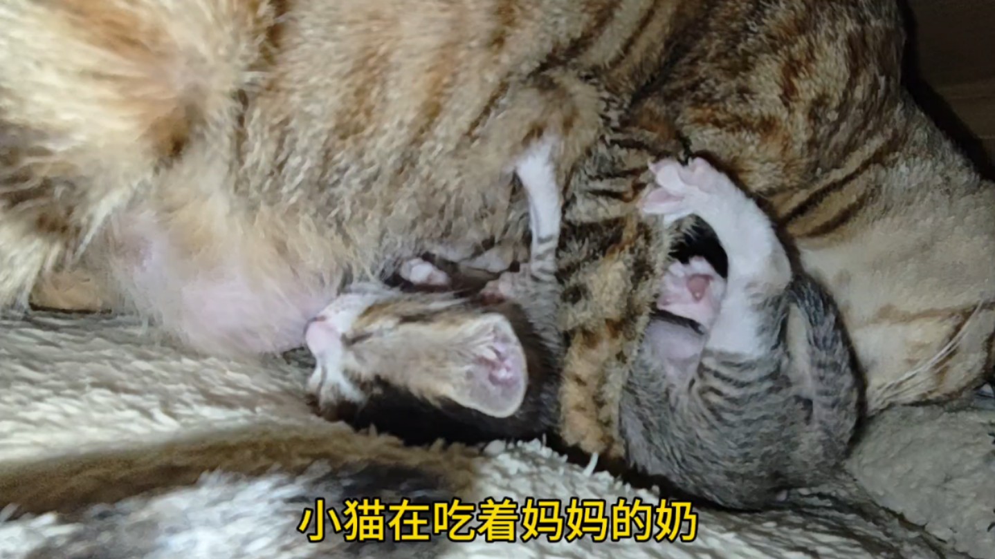 梦见猫生孩子图片