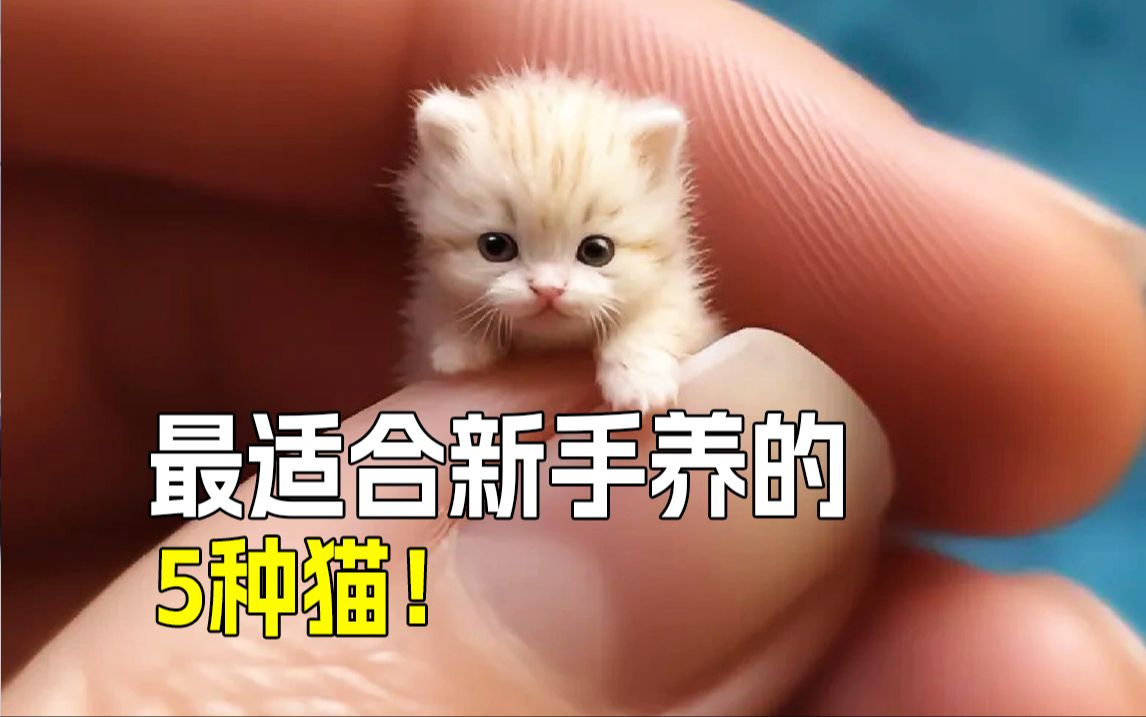 [图]😻新手养猫必看：5种省钱又省心的猫咪！