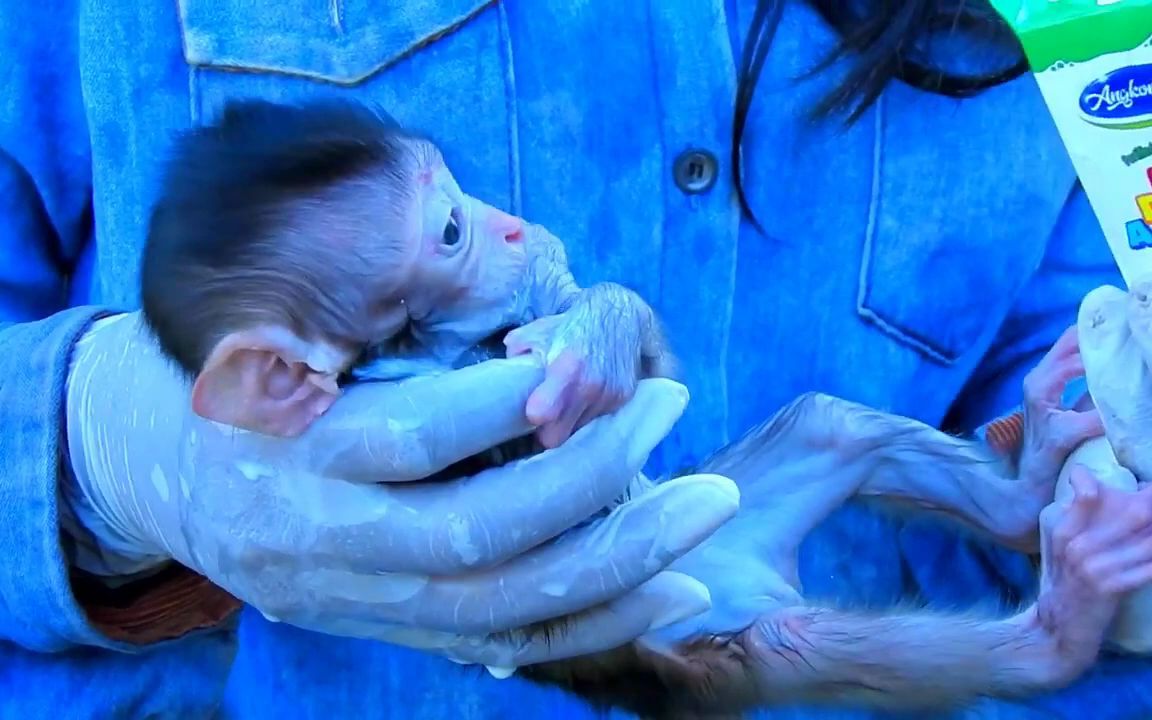 今天与大家分享一下baby monkey小莫刚被带回家,喝奶的动作没变呀哔哩哔哩bilibili