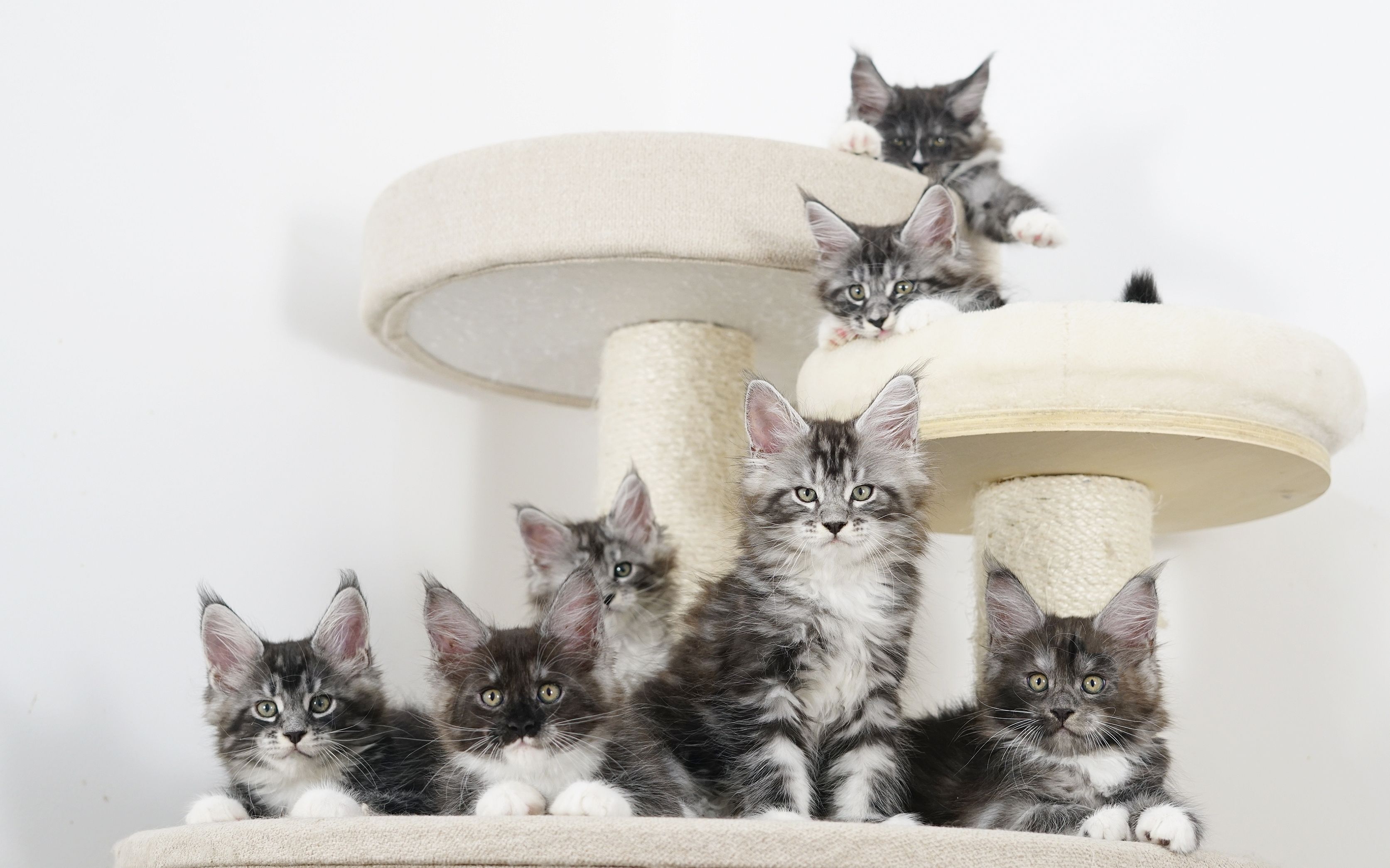 一窝缅因猫宝宝