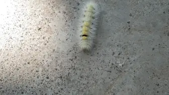 特别拍摄，毛毛虫🐛🐛