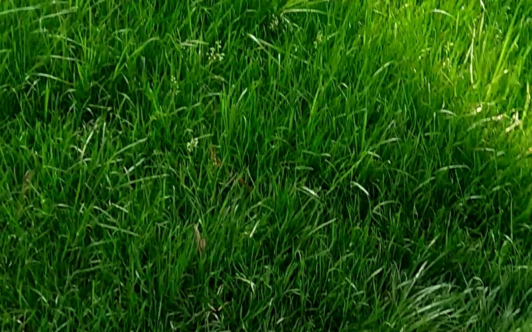 青草如此芳香,为何不出去走走