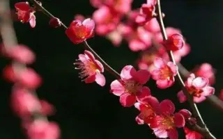 石川ほのか 搜索结果 哔哩哔哩 Bilibili 石川ほのか 搜索结果 哔哩哔哩 Bilibili