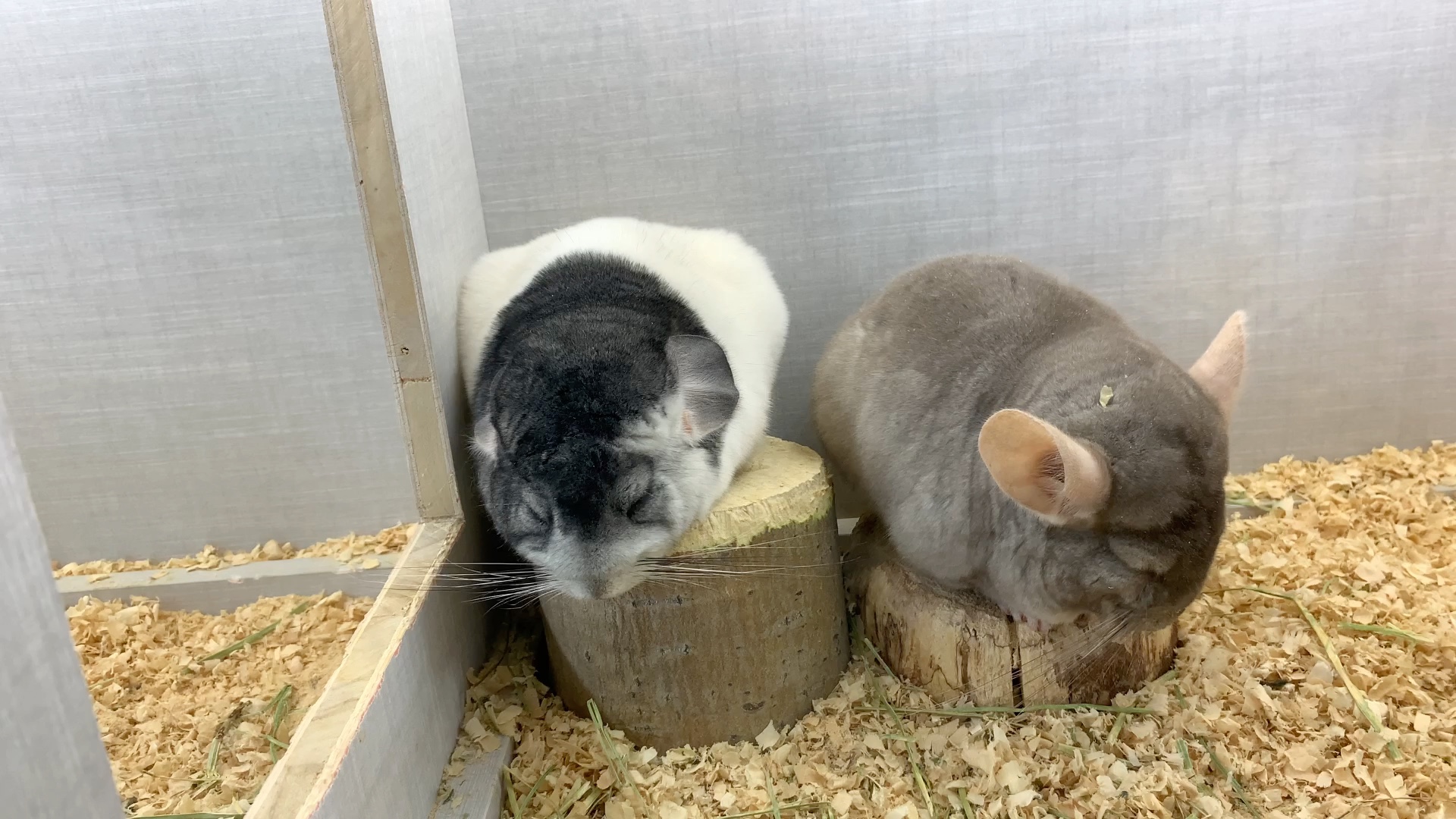 养龙猫日常|夫妻档小奶牛和咖色