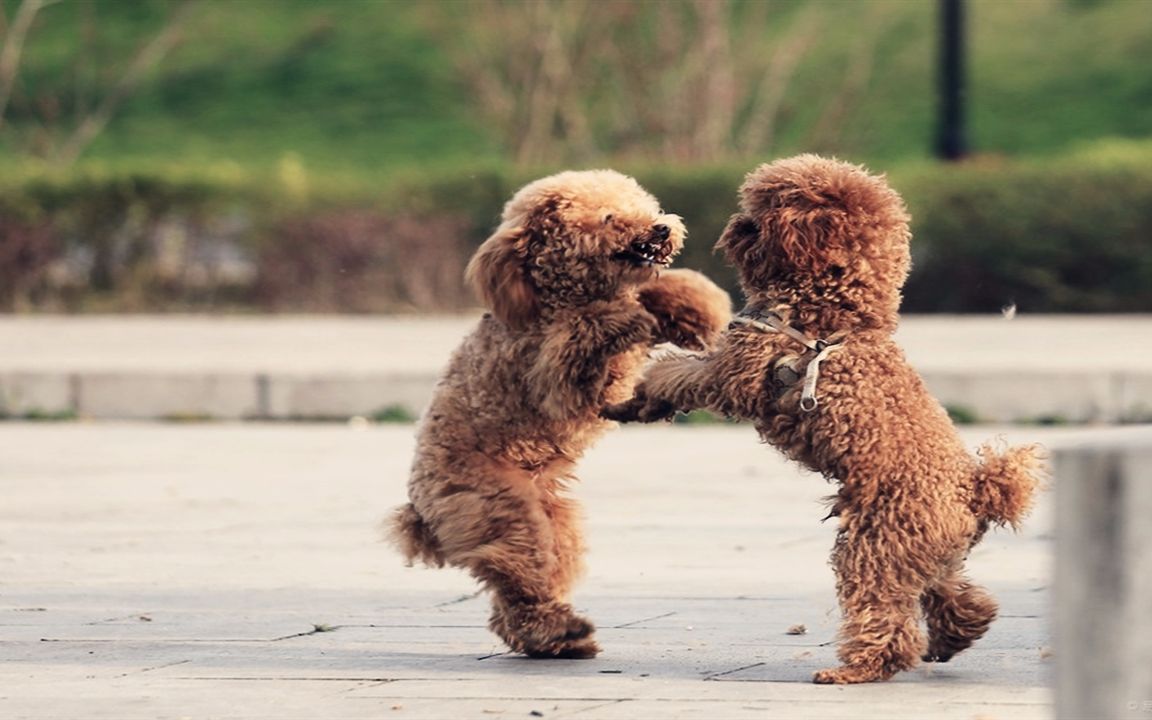 狗狗遇到爱跳舞的主人,自己也会控制不住!