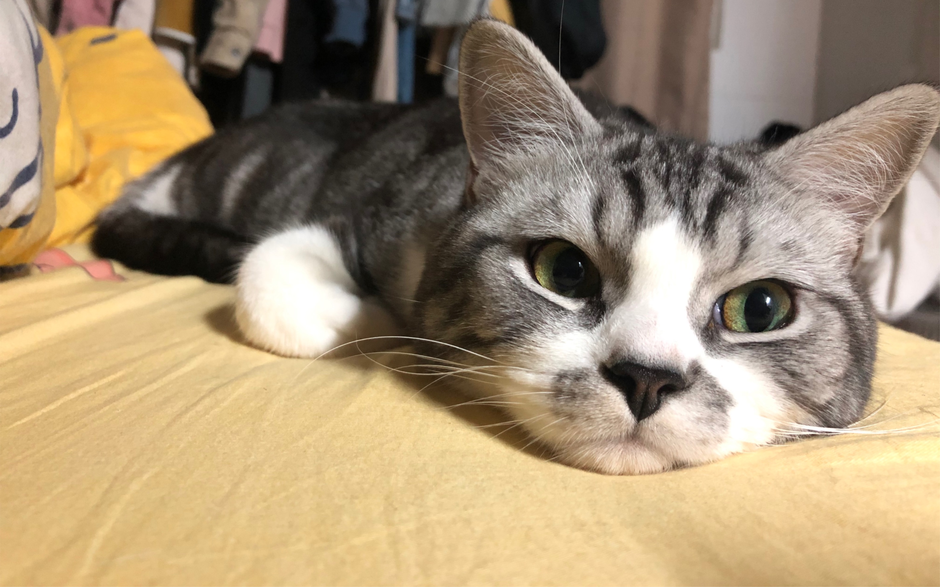 精神小猫 床头蹦迪