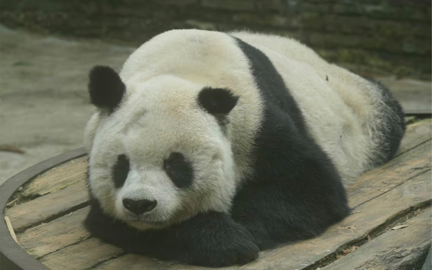 大熊猫高高最新视频,脑袋剃毛检查了,所幸无事,依旧奶气