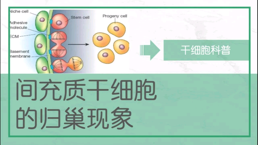 间充质干细胞的归巢现象
