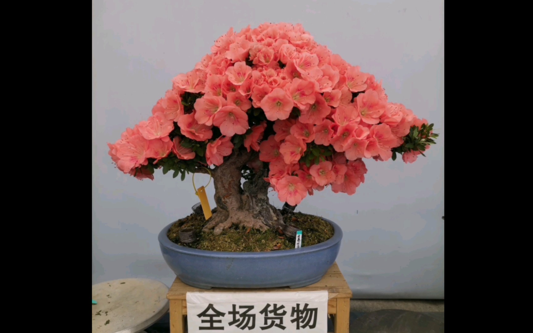 大品皋月杜鹃复整,品种:若惠比须
