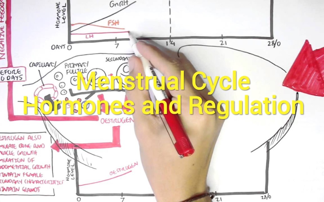 女性的月经周期,激素和调节哔哩哔哩bilibili