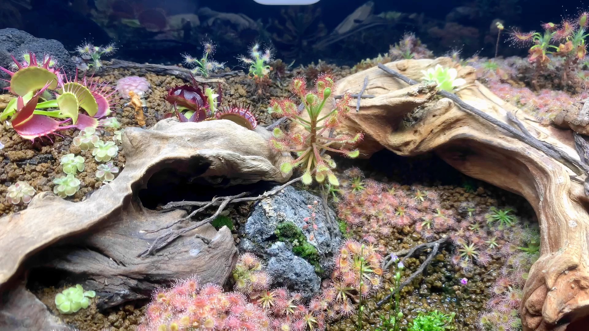 我的食虫植物缸