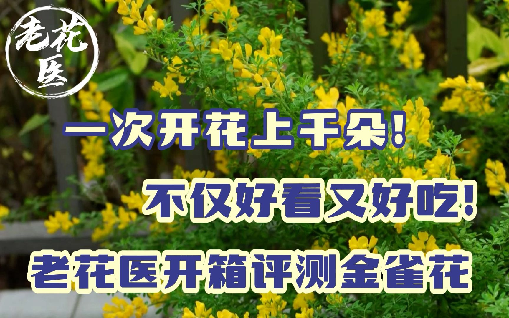 [图]一次开花上千朵！不仅好看又好吃！开箱评测金雀花