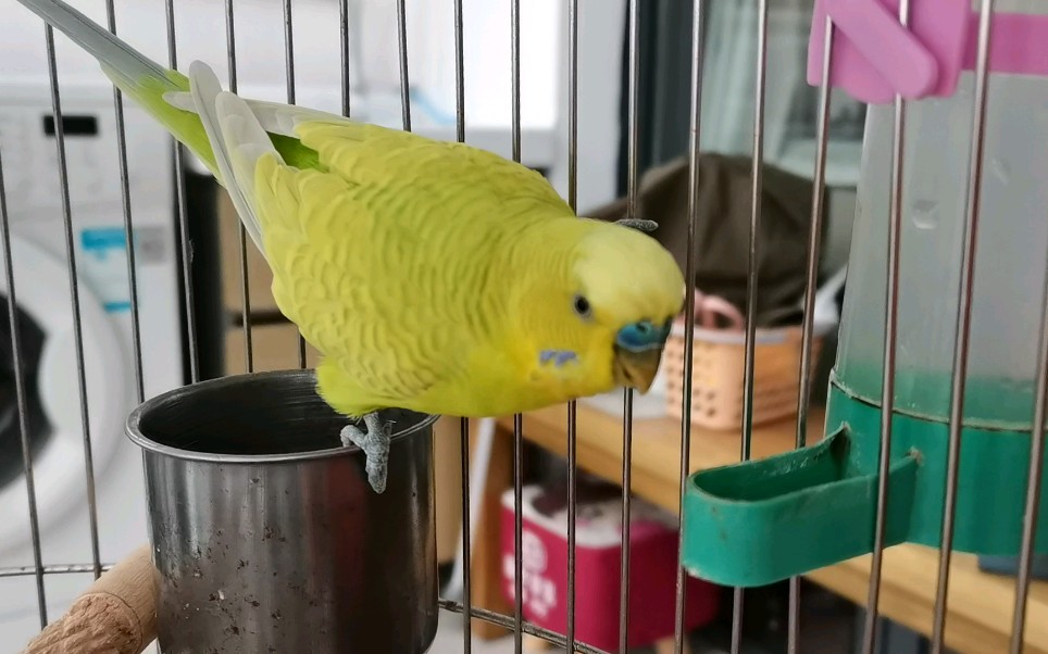 虎皮鹦鹉喝水