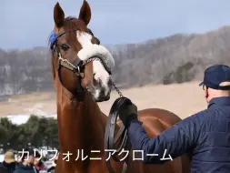 Download Video: 【2024年ARROWSTUD种马展示会】闪亮加州、本初之海、黄金时代、魔族雅谷、奸臣、野田优骥等29匹种马