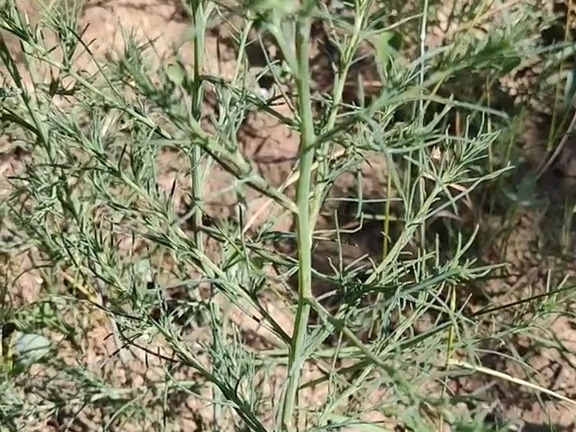 492 猪毛菜:藜科猪毛菜属植物.