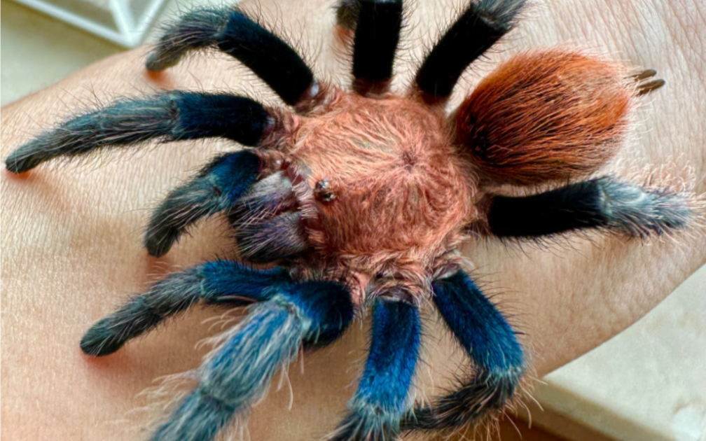 刚入手的帕帕蓝腿,有点胆小