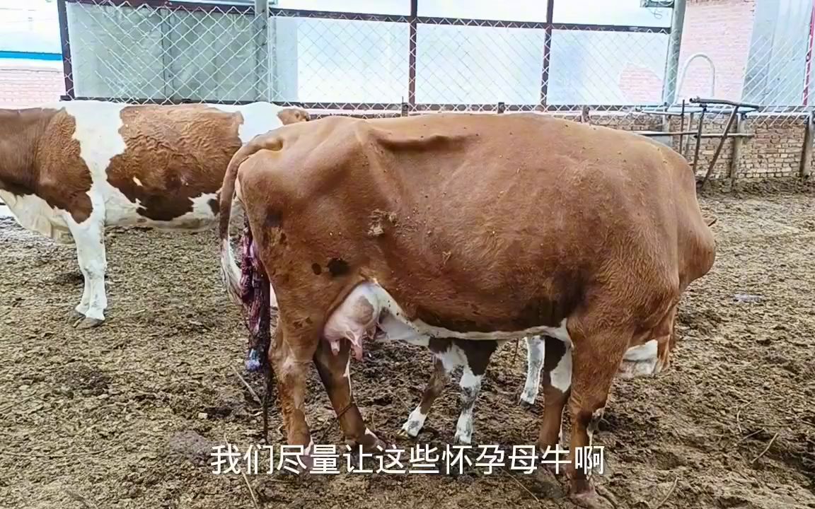 母牛产后胎衣图片图片