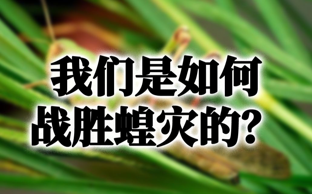 我们是如何战胜蝗灾的?哔哩哔哩bilibili