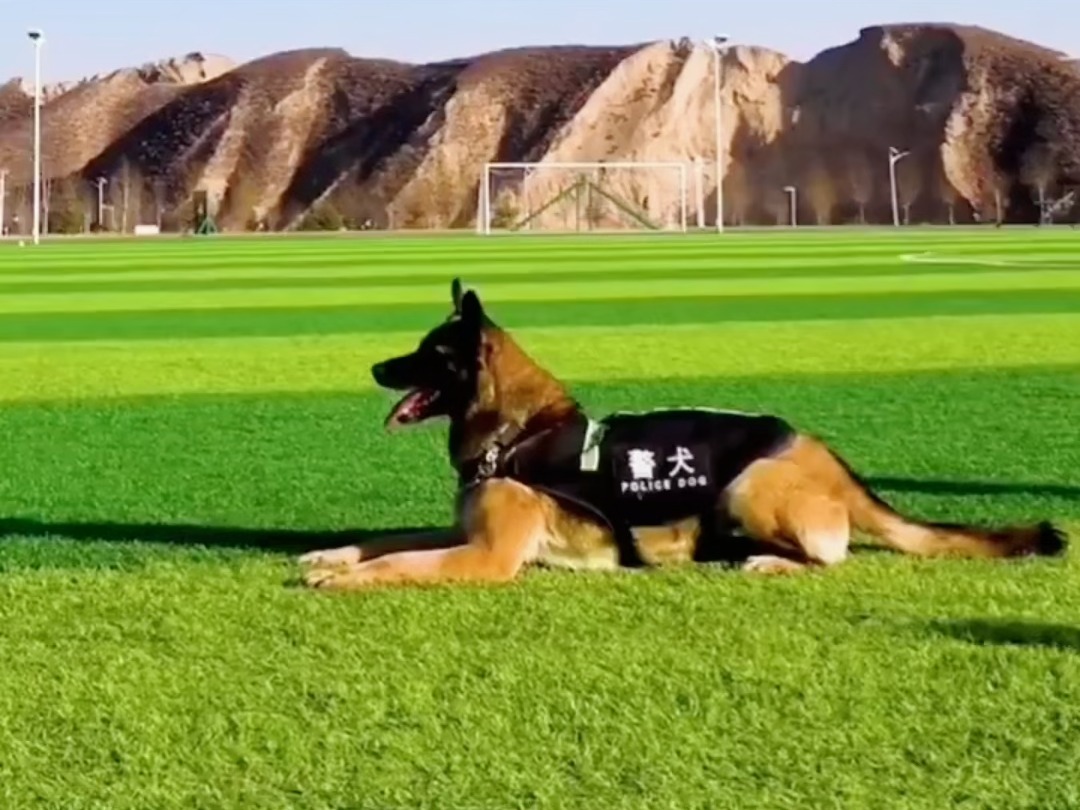 为什么警犬基本上都是德牧偏多