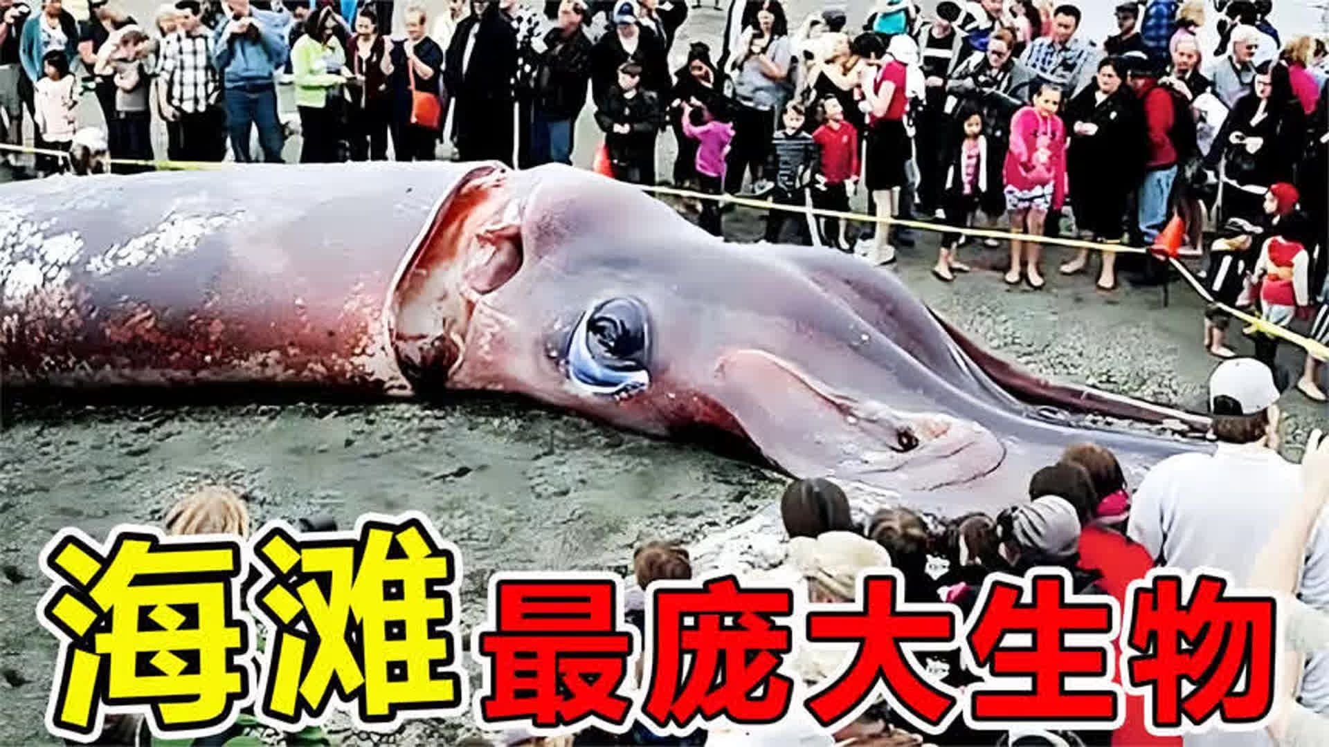 沙滩上"最罕见"的10大生物发现