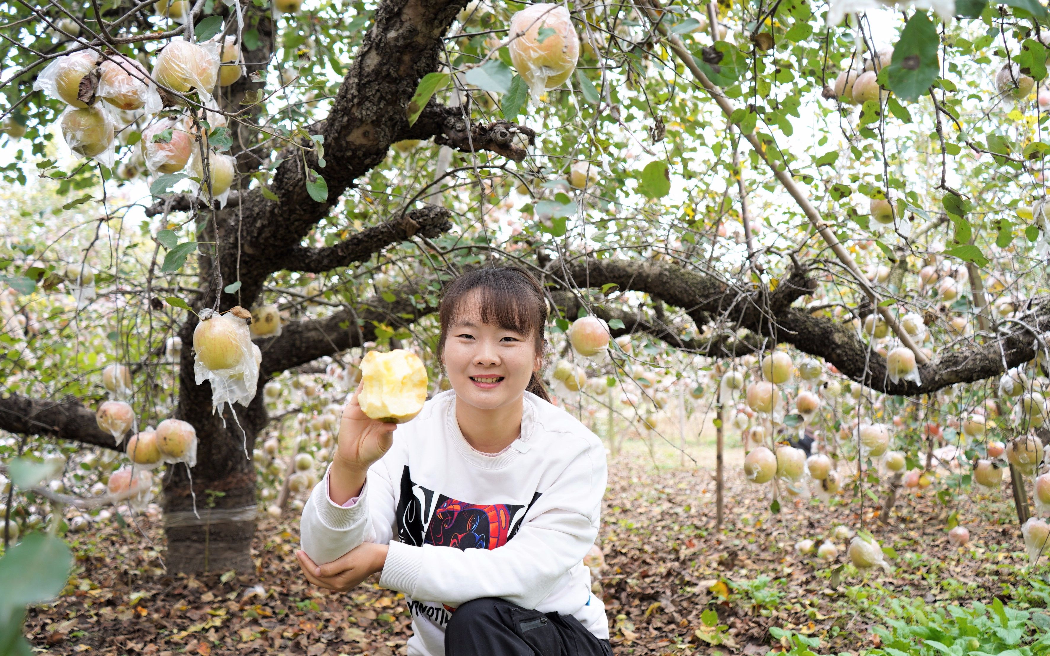 [图]苹果产量有多高？四十年的老苹果树，一根树枝能结几百斤！