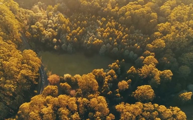 [图]聆听大自然的旋律《森林之声》