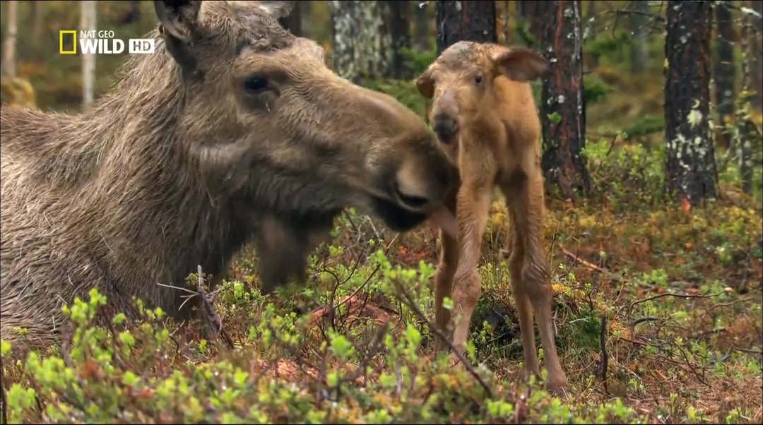 [图]【国家地理】野性系列【熟肉】