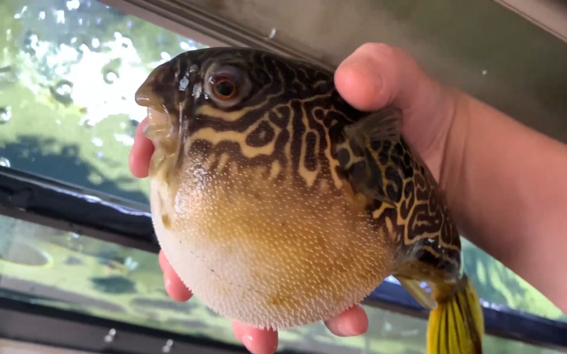 活动作品我养了一只会鼓气的河豚读评论