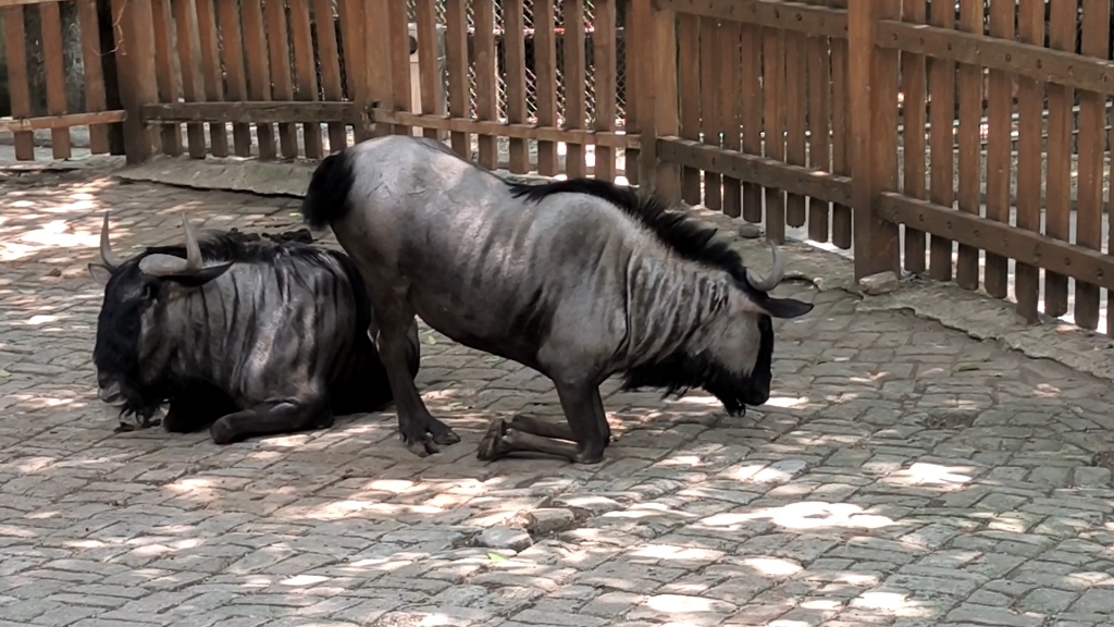 会跪的马哈哈哈哈