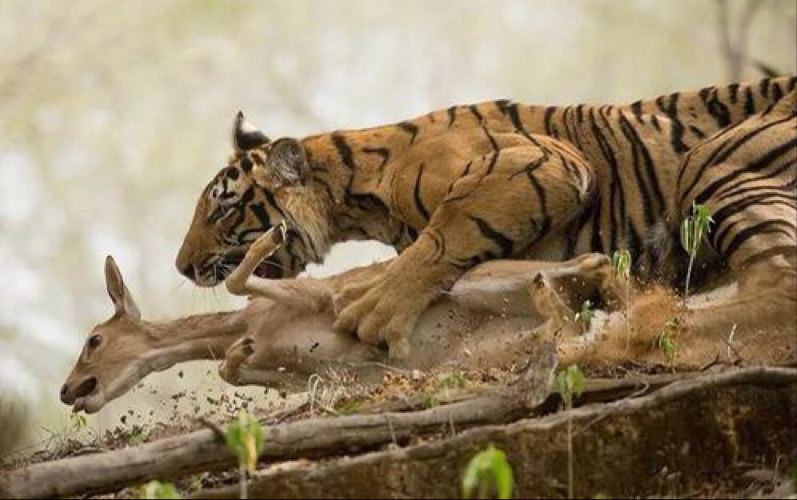 【老虎混剪】"乳虎啸谷,百兽震惶"