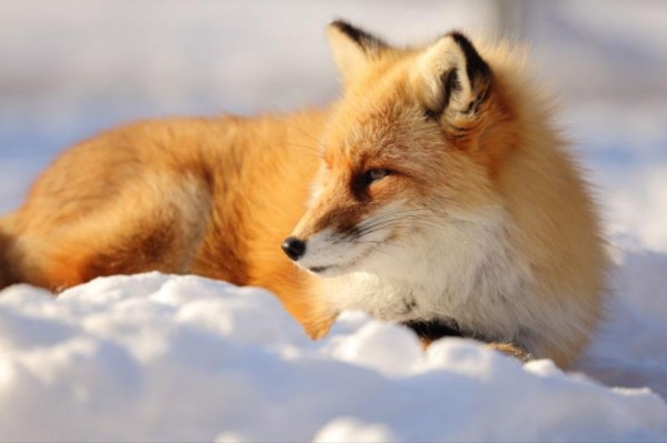 刚刚我看到……一只狐狸从月亮上掉下来,把白杨砸歪了