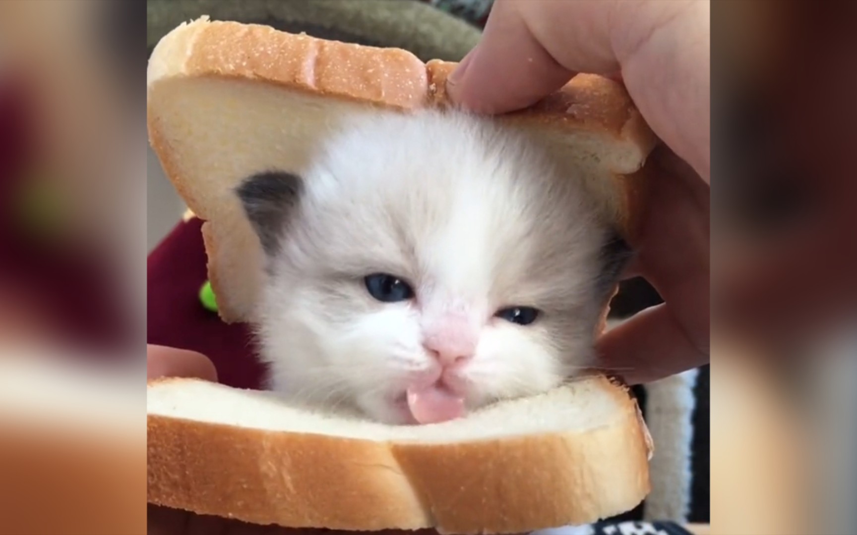 真的太可爱了,这样的奶油夹心小面包我能吃十个! a w s l