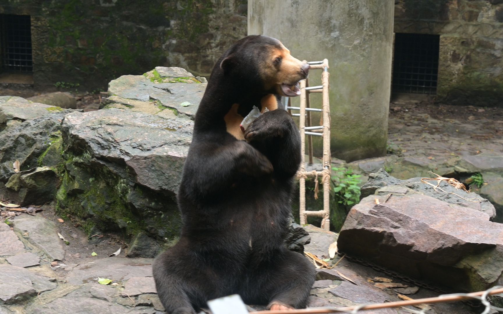 杭州动物园马来熊