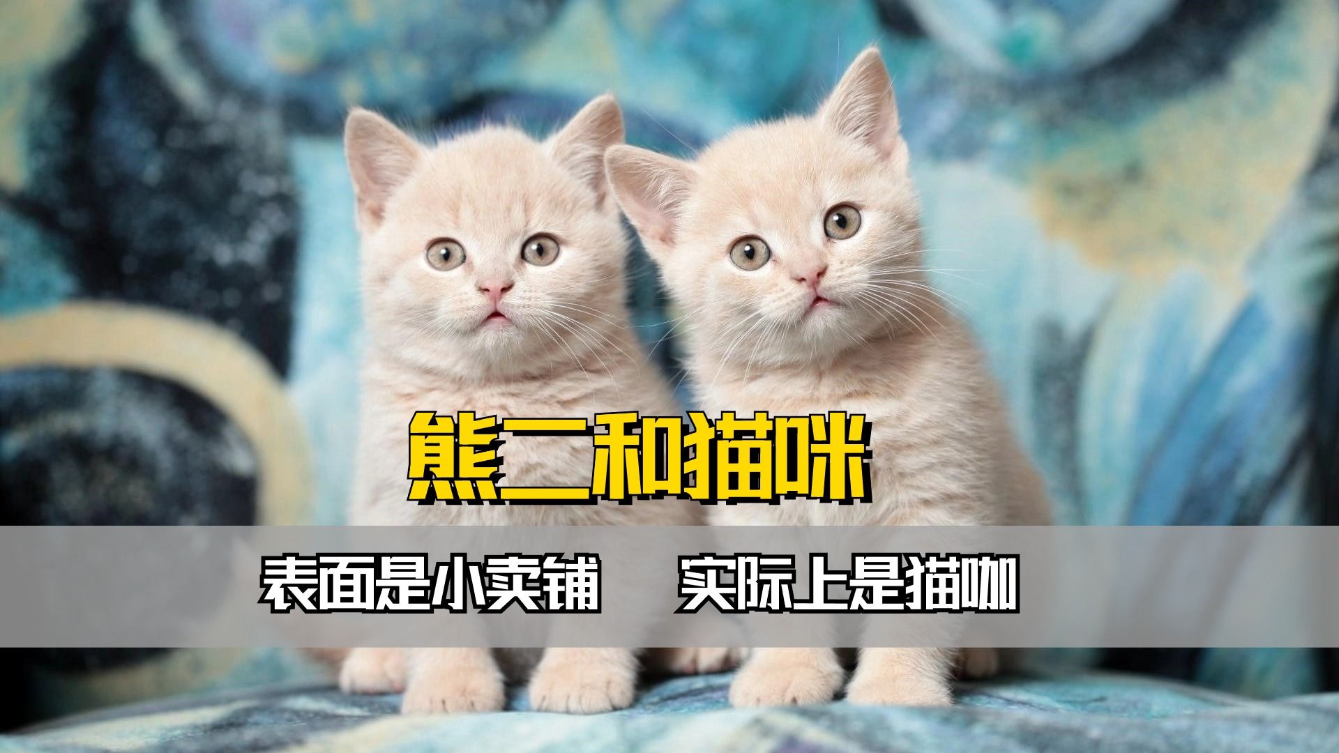 壁纸 动物 猫 猫咪 小猫 桌面 1920_1080