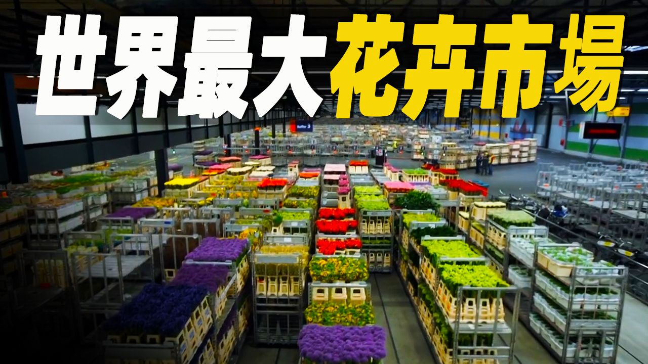 走进世界最大的花卉拍卖市场，日交易额高达3300万欧元，如何处理全球超半鲜花交易？