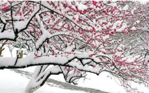 [图]【笛子】紅梅白雪知