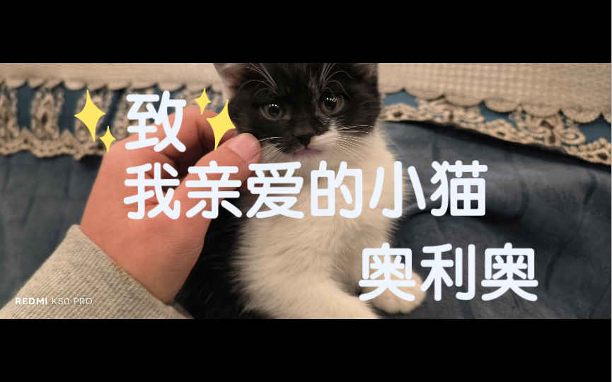 我亲爱的小猫奥利奥|喵星会很美好的对吧?