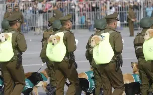 Скачать видео: 萌化了！智利阅兵式，呆萌军犬超级抢镜