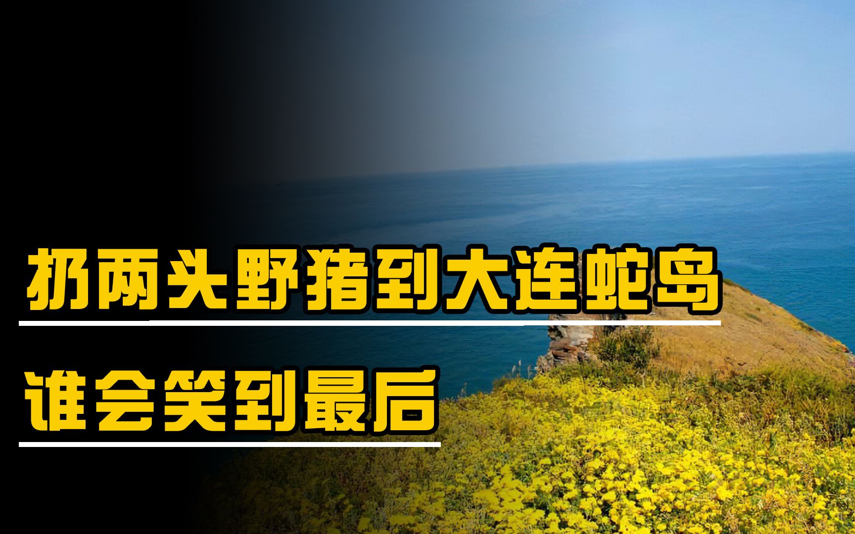 大連蛇島兩萬毒蛇,扔兩頭野豬進去,是野豬被毒死還是毒蛇被吃光