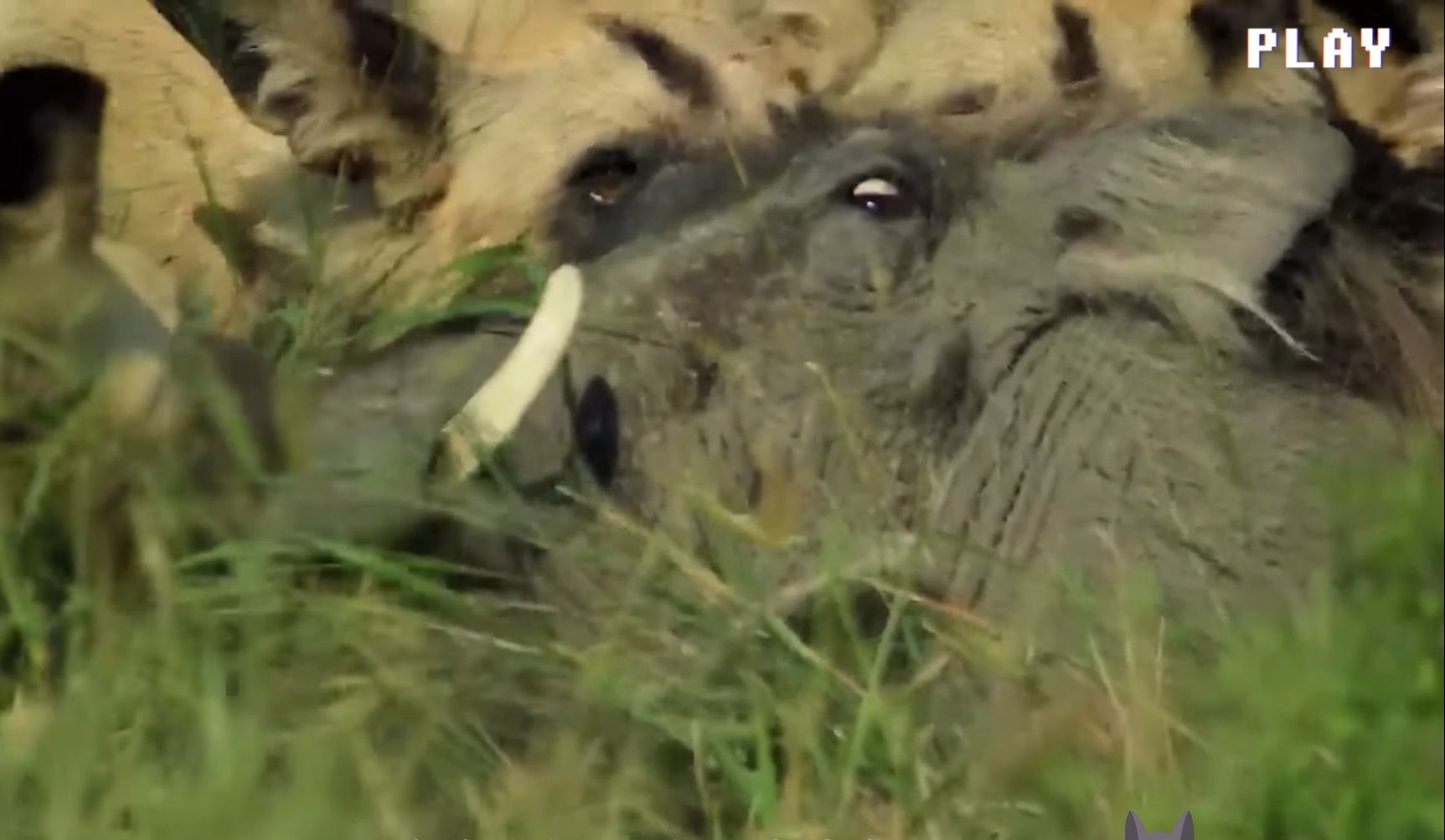 非洲野狗活吃羚羊,疣猪在家门口就被分食,镜头记录残忍过程!