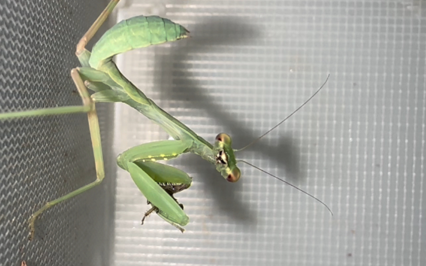 直播小广斧螳活活吸溜蟑螂脑袋!我瑟瑟发抖