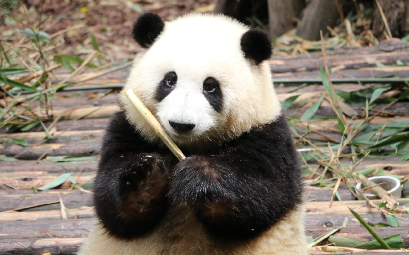 谭爷爷来加笋了,趁花花们还没来,果赖快点吃!加速!【大熊猫和花】